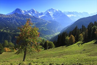 Lauterbrunnen Valley, Eiger, 3970 m, Mönch, 4107 m, and Jungfrau, 4158 m, view from Sulwald,