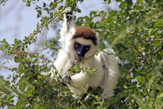 Verreaux's Sifaka, Berenty Private Reserve (Propithecus verreauxi verreauxi), Madagascar, Africa