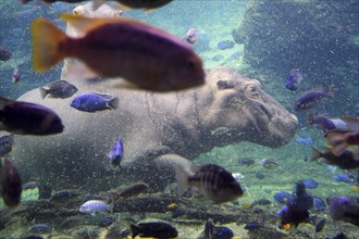 Hippos (Hippopotamus amphibius)