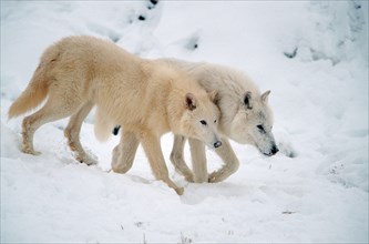 Wolves (Canis lupus)