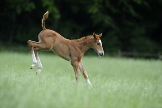 English thoroughbred, foal, lateral, kick out, kick out