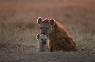 Spotted Hyena (Crocuta crocuta) with young at den, Hyena, Massai Mara Game Reserve, Kenya, spotted