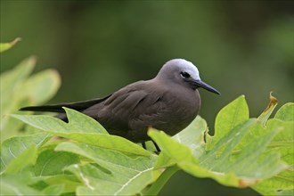 Noddi Tern, Bird Island, Seychelles (Anous stolidus pileatus)