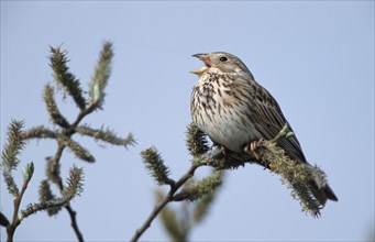 Corn Bunting (Miliaria calandra) singing, Austria, Europe