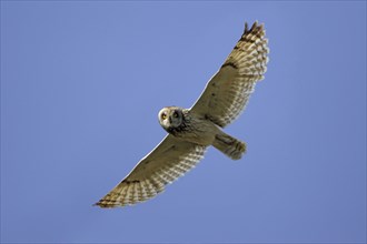 Short-eared Owl (Asio flammeus), Austria, Europe