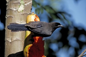 Purple Jay, purplish jay (Cyanocorax cyanomelas), Brazil, South America