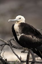 Great frigatebird (Fregata minor), juvenile, Galapagos Islands, Ecuador, South America