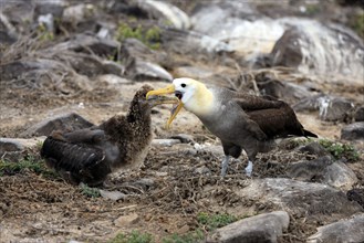 Galapagos albatross and juvenile, Galapagos Islands, Ecuador (Diomedea irrorata)