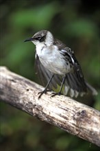 Galapagos Mockingbird, Galapagos Islands, Ecuador (Nesomimus parvulus)