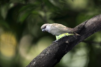 Red-bellied parrot (Poicephalus rufiventris), female