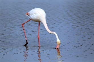 Greater Flamingo, Camargue, Provence, Southern France (Phoenictopterus ruber roseus)