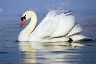 Mute swan, lateral, Germany, Europe