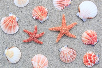 Starfish and mussels, mussel shells