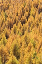 Larch forest , European larch, Switzerland, Europe