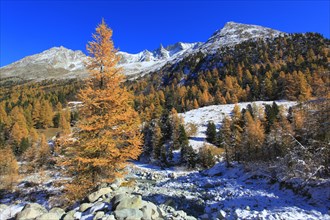 Aiguille de la Tsa, 3668 m, larch forest, Valais, Switzerland, Europe