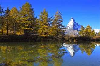 Larch forest, Larch ( Larix europaea) , Matterhorn, Valais, Switzerland, Europe