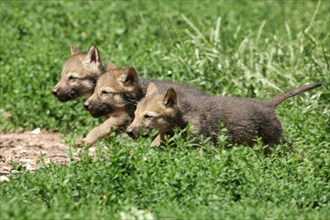 Gray wolves (Canis lupus), young animals