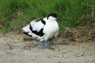 Avocet hawks chicks, Black capped avocet (Recurvirostra avosetta), avocet, hawks, Netherlands