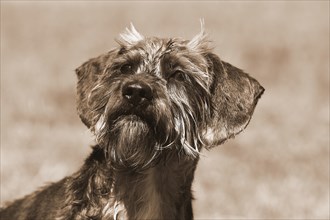 Dachshund Shih Tzu mix (Canis lupus familaris), male 4 years, portrait, in sepia, North