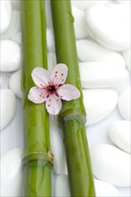 Cherry plumsbluete (Prunus cerasifera) and bamboo cane, plum blossoms purple-leaf plum, bamboo