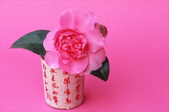 Camellia ' (Camellia japonica) Debbie' in vase