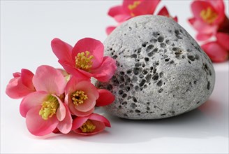 Japanese Chaenomeles (Chaenomeles) and stone