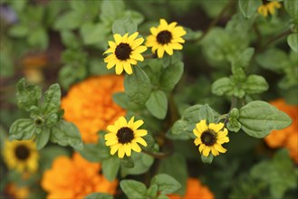 Creeping Zinnia (Sanvitalia procubens)