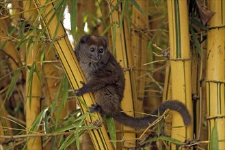 Gray Bamboo Lemur, Grey Gentle, Madagascar, Gray eastern lesser bamboo lemur (Hapalemur griseus),