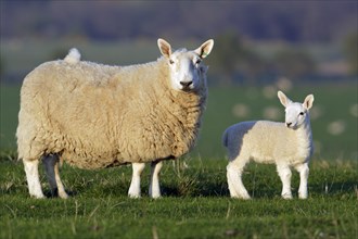 Leicester sheep with lamb, England, Leicester sheep, sheep, lateral