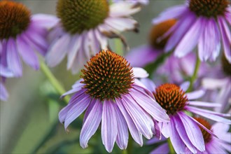 Purple cone flower (Echinacea purpurea), Palatinate, Rhineland-Palatinate, Germany, Europe