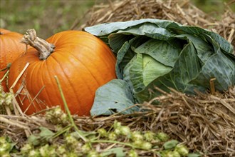 Large pumpkins (Cucurbita) on straw with white cabbage and hops, Hesse, Germany, Europe