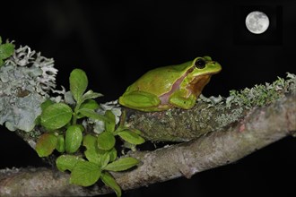 European tree frog, european tree frogs (Hyla arborea), Amphibians, Other animals, Frogs, Animals,