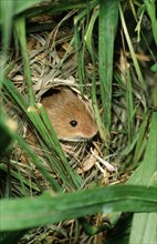 Old World eurasian harvest mouse (Micromys minutus)