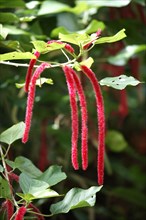 Chenille plant (Acalypha hispida), nettle beauty, foxtail, Australia, Oceania