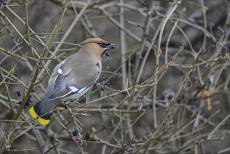 Bohemian Waxwing (Bombycilla garrulus), Austria, Europe