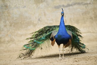 Indian peafowl (Pavo cristatus) standing on the ground, Spain, Europe