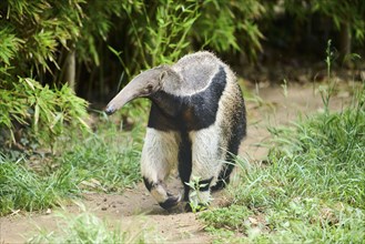 Giant anteater (Myrmecophaga tridactyla), captive, distribution South America