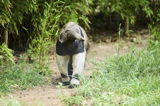 Giant anteater (Myrmecophaga tridactyla), captive, distribution South America