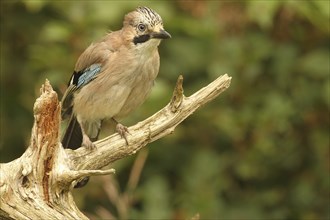 Eurasian jay (Garrulus glandarius) Allgäu, Bavaria, Germany, Europe