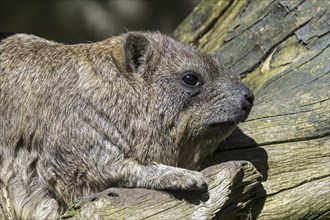 Rock hyrax (Procavia capensis), Cape hyrax, dassie sunning on tree trunk, native to Africa and the