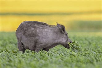 Solitary wild boar (Sus scrofa) sow, female eating sugar beet plants in field in summer