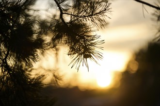 Scots pine (Pinus sylvestris) needles, branch, sunset, detail, Upper Palatinate, Bavaria, Germany,