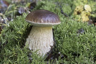 King bolete (Boletus edulis), Emsland, Lower Saxony, Germany, Europe