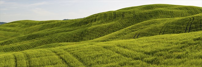 Landscape at sunrise around Pienza, Val dOrcia, Orcia Valley, UNESCO World Heritage Site, Siena