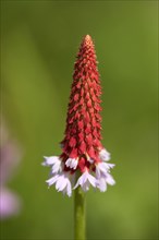 Orchid primrose (Primula vialii)