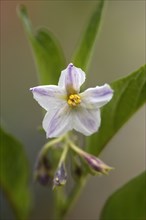 Pepino (Solanum muricatum), flower