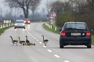 Family of greylag geese (Anser anser), pair with their freshly hatched goslings crossing a busy