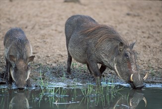 Desert warthog (Phacochoerus aethiopicus), pair, drinking, Kwazulu Natal, South Africa, Africa