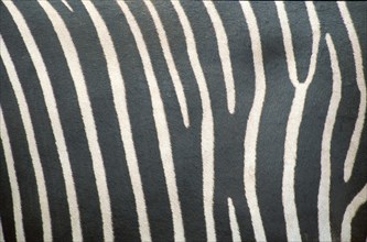 Grevy's Zebra (Equus grevyi), coat detail, Samburu national park, Kenya, Africa