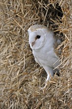 Barn owl, common barn owls (Tyto alba), Owls, Animals, Birds, Barn owl in haystack, straw bale in